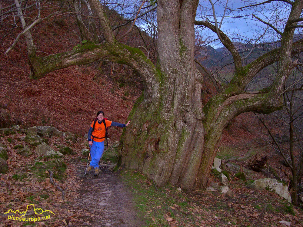 Calzada Romana, Arenas de Cabrales, Tielve, Asturias