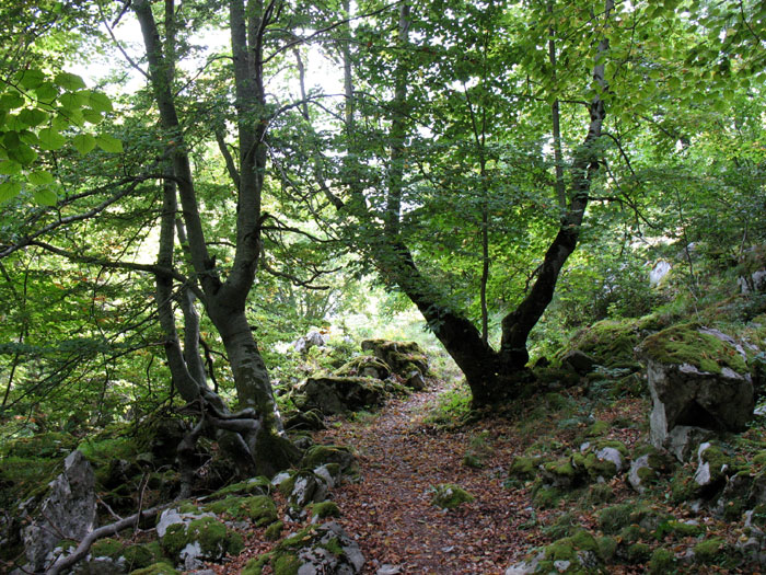 Camino de la canal de Capozo, bosque de Corona, Cordiñanes, León