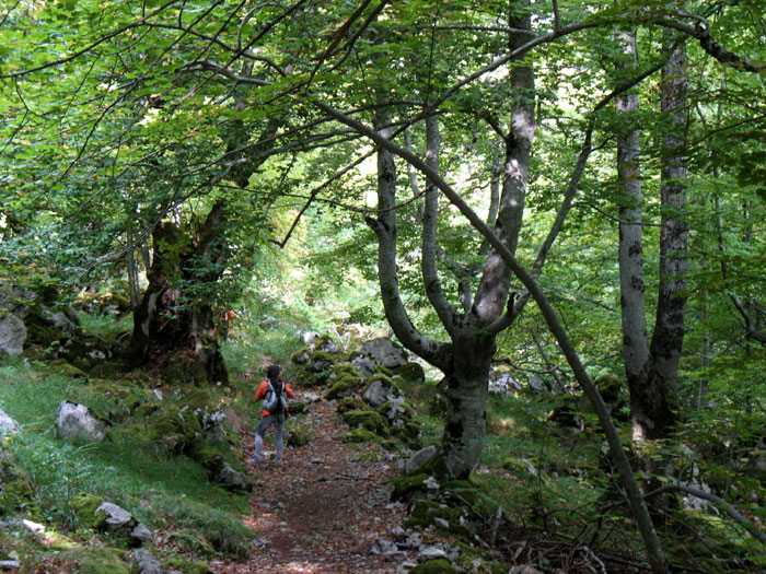 Camino de la canal de Capozo, bosque de Corona, Cordiñanes, León