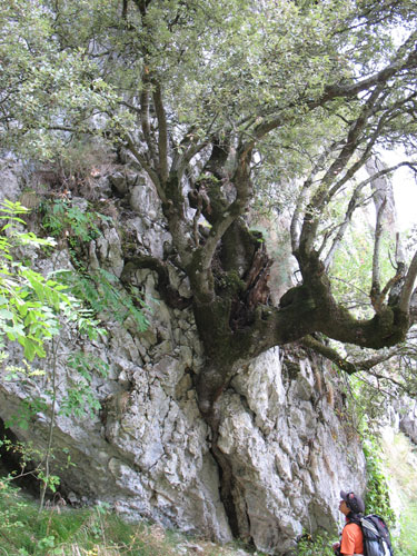 Alguno de los árboles son espectaculares, León, España