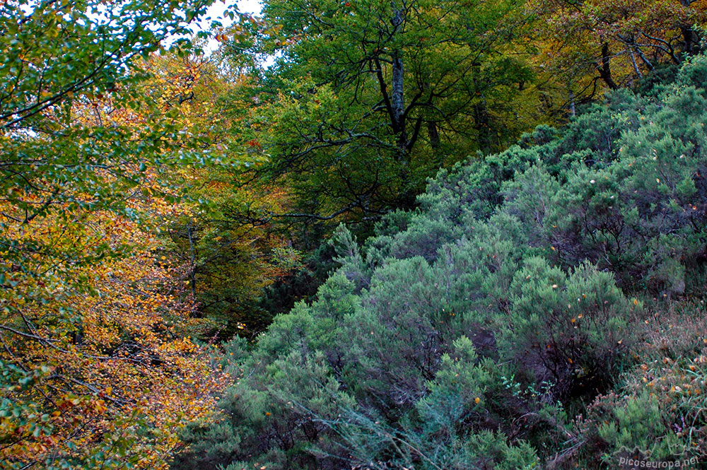 Foto: Otoo en los bosques de Cosgaya, La Libana, Cantabria, Picos de Europa