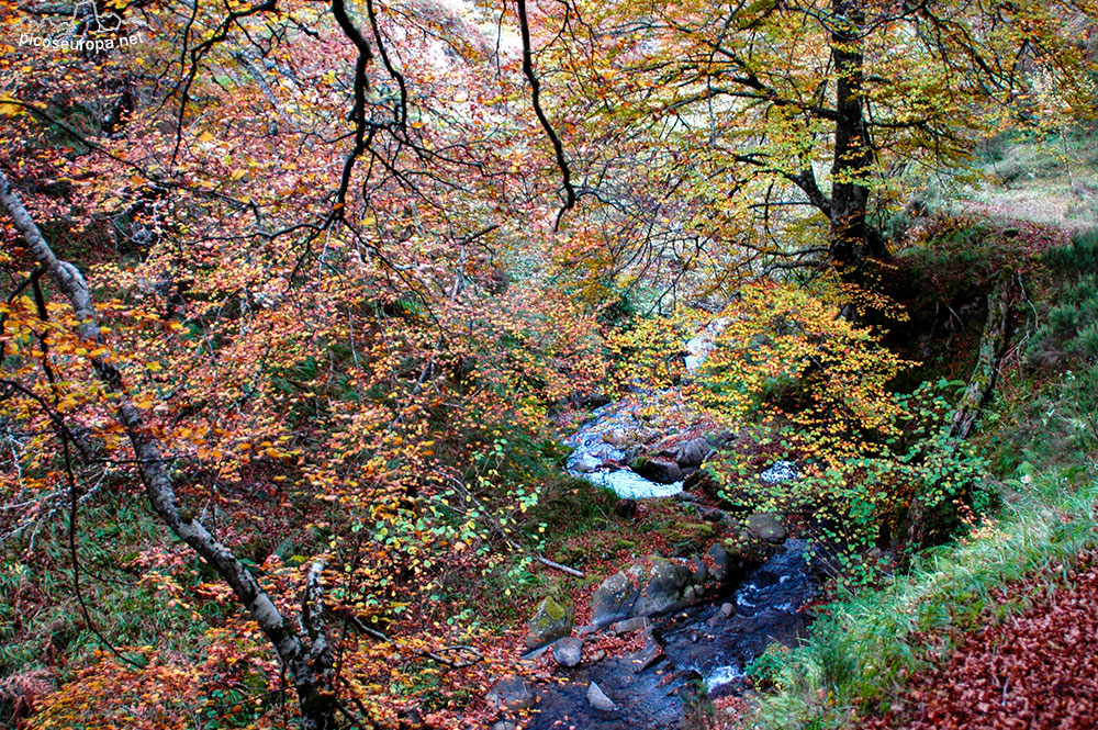 Foto: Otoo en los bosques de Cosgaya, La Libana, Cantabria, Picos de Europa