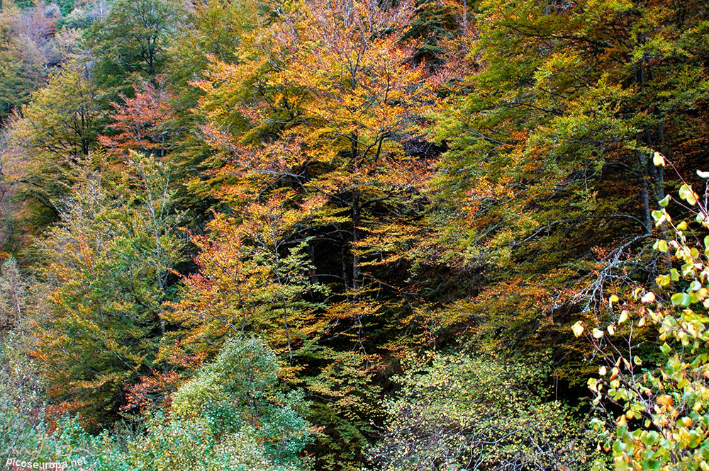 Foto: Otoo en los bosques de Cosgaya, La Libana, Cantabria, Picos de Europa