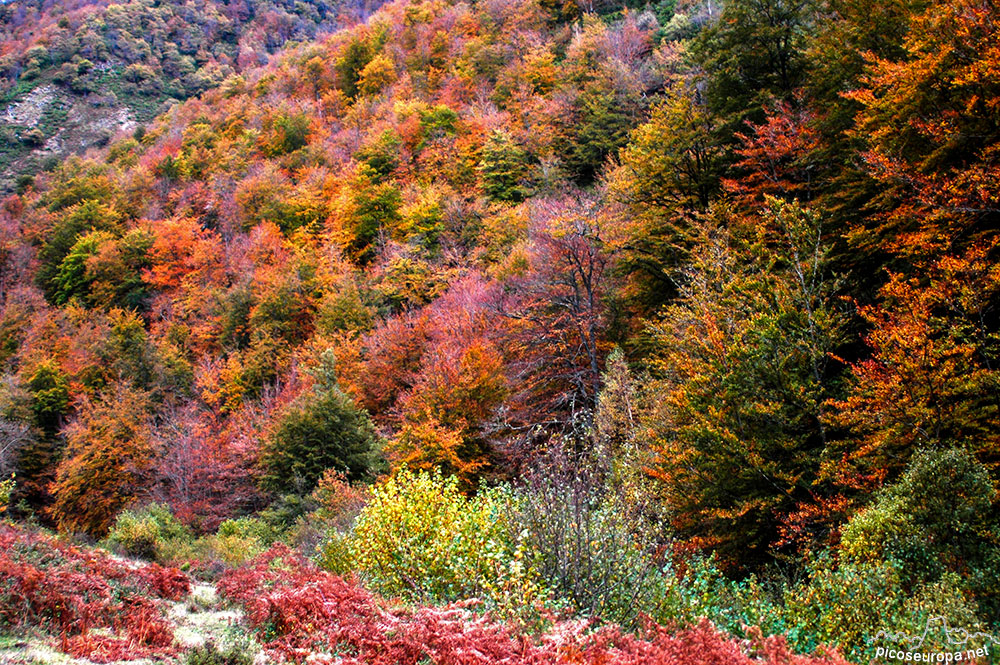 Foto: Otoo en los bosques de Cosgaya, La Libana, Cantabria, Picos de Europa