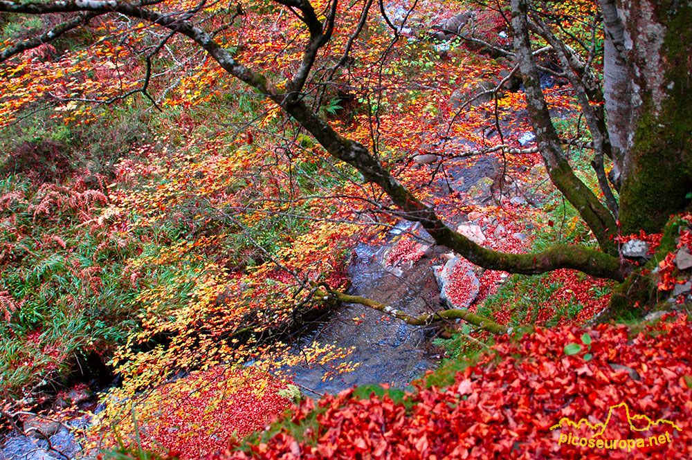 Foto: Otoo en los bosques de Cosgaya, La Libana, Cantabria, Picos de Europa