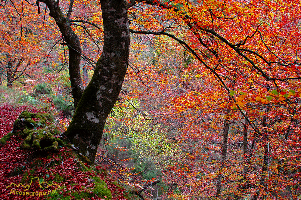 Foto: Otoo en los bosques de Cosgaya, La Libana, Cantabria, Picos de Europa