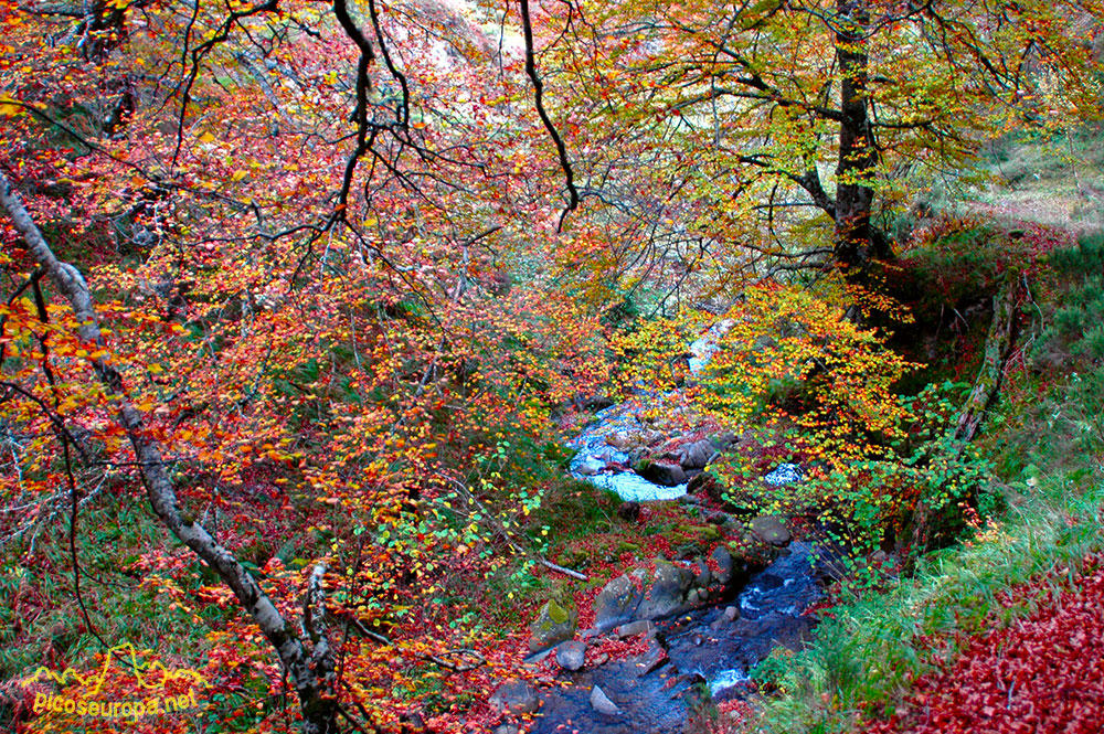 Foto: Otoo en los bosques de Cosgaya, La Libana, Cantabria, Picos de Europa