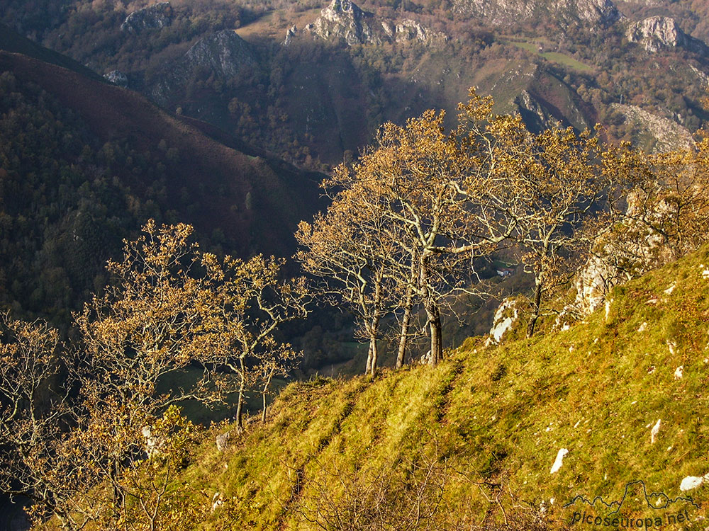 El bosque en la subida a la Cruz de Priena