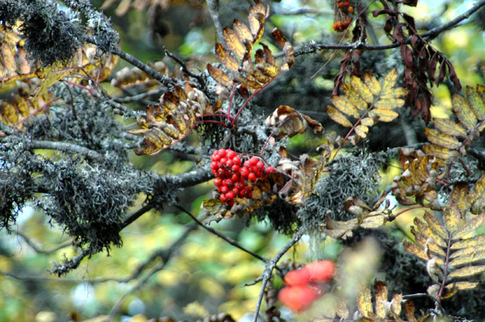 En la parte alta, recorremos el interior de un extraordinario bosque, practicamente sin subida ya, donde abunda un árbol singular: el Serbal de los Cazadores, que en otoño e invierno destaca con su frutos rojos y liquenes colgando de las ramas. 