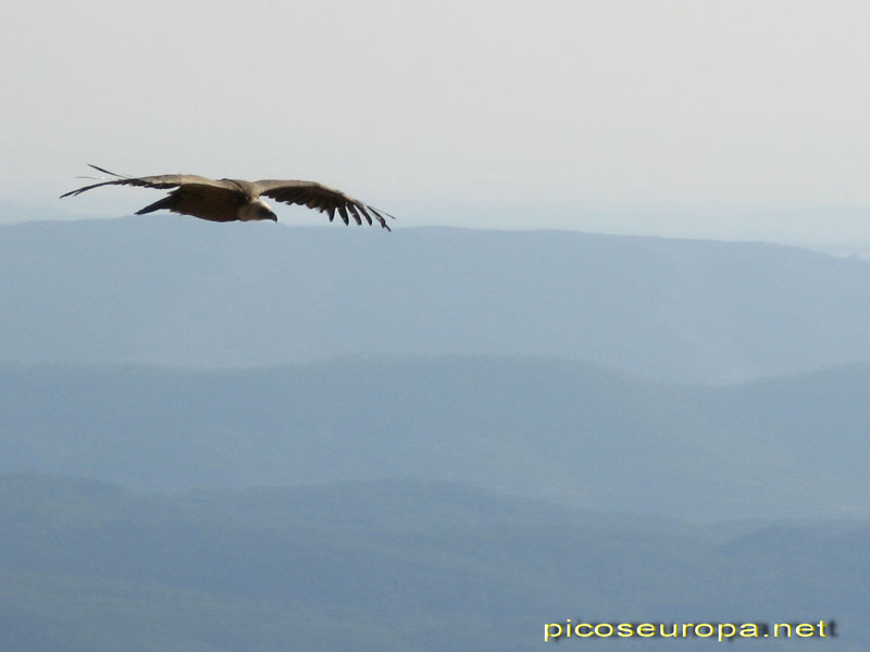 El majestuoso vuelo de los buitres, Murillo de Gállego, Pirineos Aragoneses