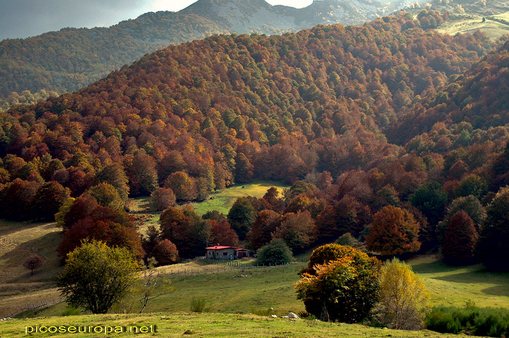 Refugio de Vegabaño situado entre la inmensa pradera de Vegavaño y los magnificos bosques que la rodean, Sajambre, Picos de Europa, León