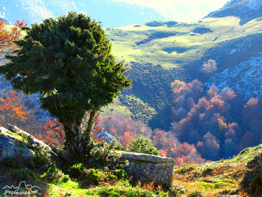 Ruta y fotos: Braña de los Tejos, La Liébana, Cantabria