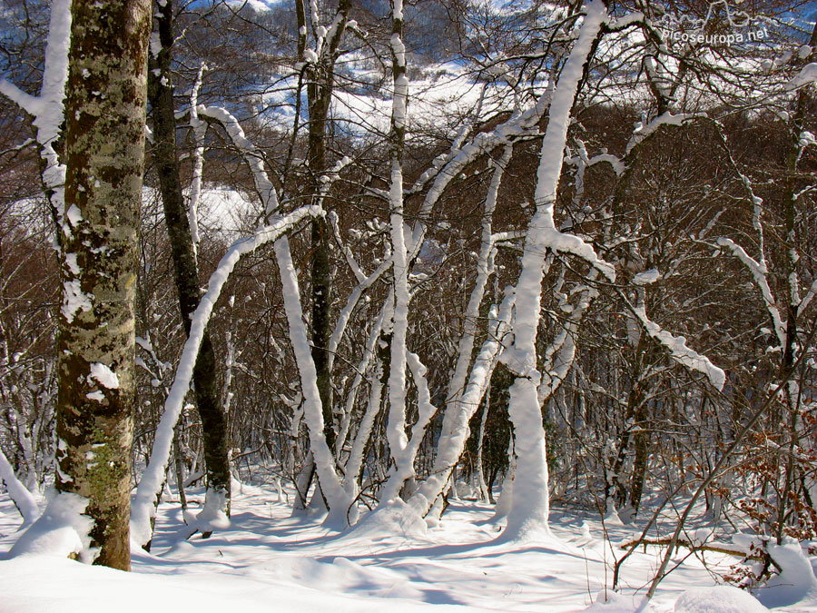 Ambiente invernal en la subida a Campodaves, todo esta recubierto de nieve, La Liebana, Cantabria