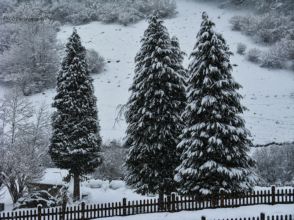 Junto al Parque de Fuente Dé, Picos de Europa, La Liebana, Cantabria