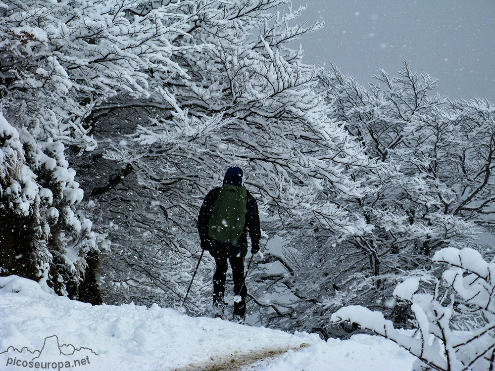 Bosque invernal en la pista que va de Campodaves hacia Fuente Dé, La Liebana, Cantabria