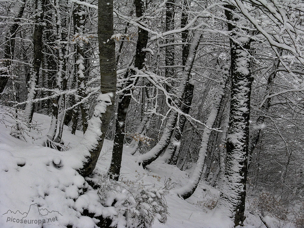 Ambiente invernal en la subida a Campodaves, todo esta recubierto de nieve, La Liebana, Cantabria