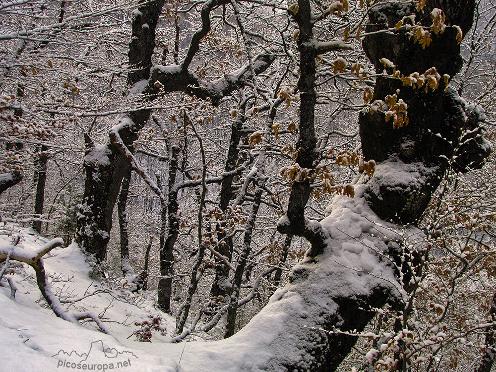 Foto: Bosque y Sierra de Carielda, La Liebana, Cantabria, Picos de Europa, España