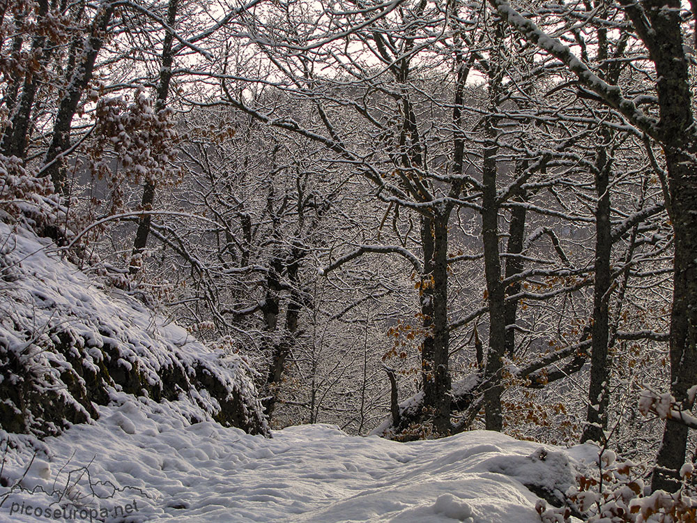 Si algo caracteriza a la comarca de la Liebana ademas de sus majestuosas cumbre, son sus espectaculares bosques.