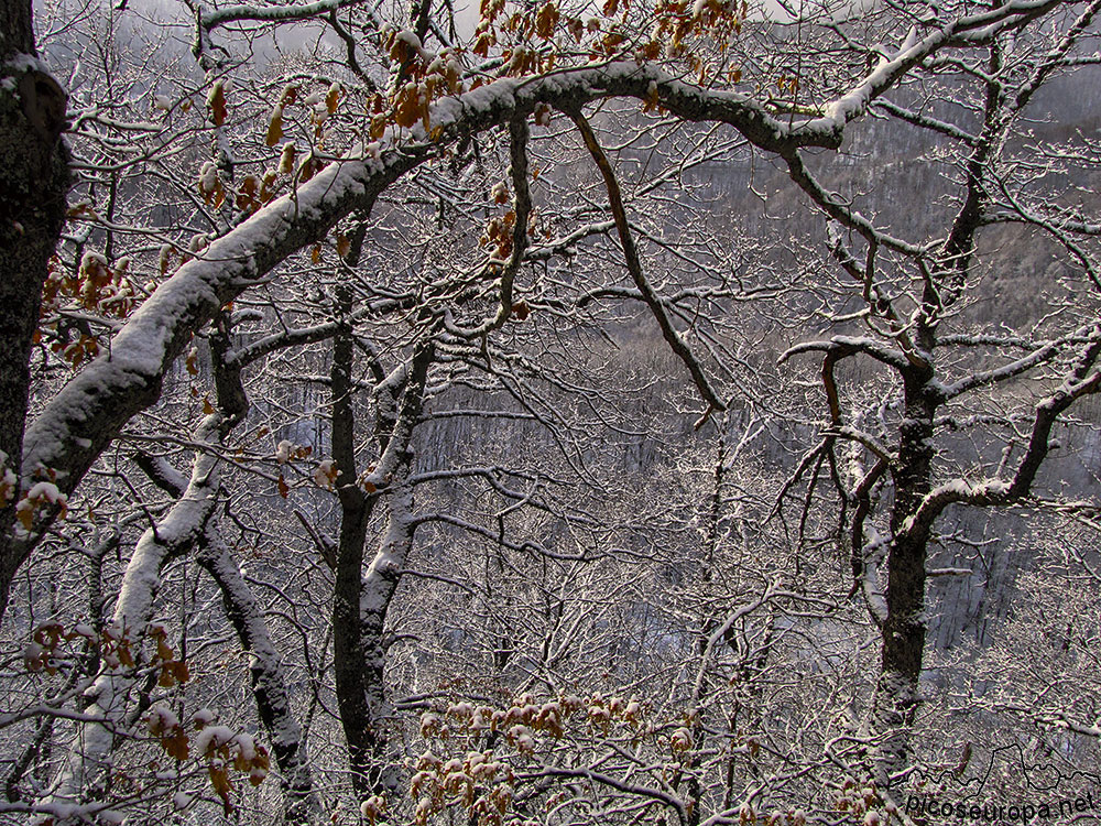 Foto: Bosque y Sierra de Carielda, La Liebana, Cantabria, Picos de Europa, España