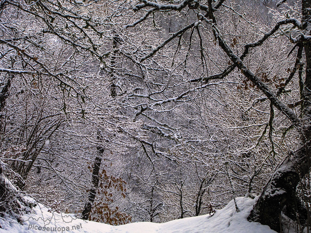 Foto: Bosque y Sierra de Carielda, La Liebana, Cantabria, Picos de Europa, España