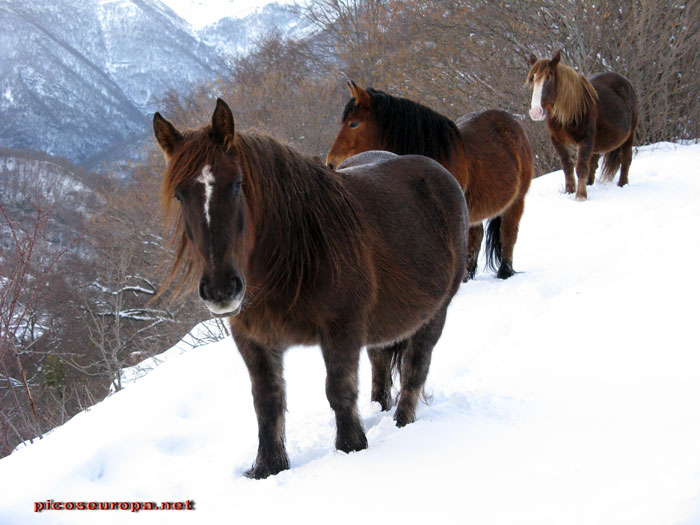 Espinama, Valle de Liebana, Cantabria, España