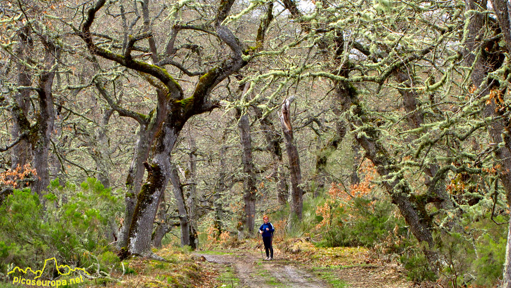 Foto: Un bosque magico, super bonito a pesar de no tener ya hojas