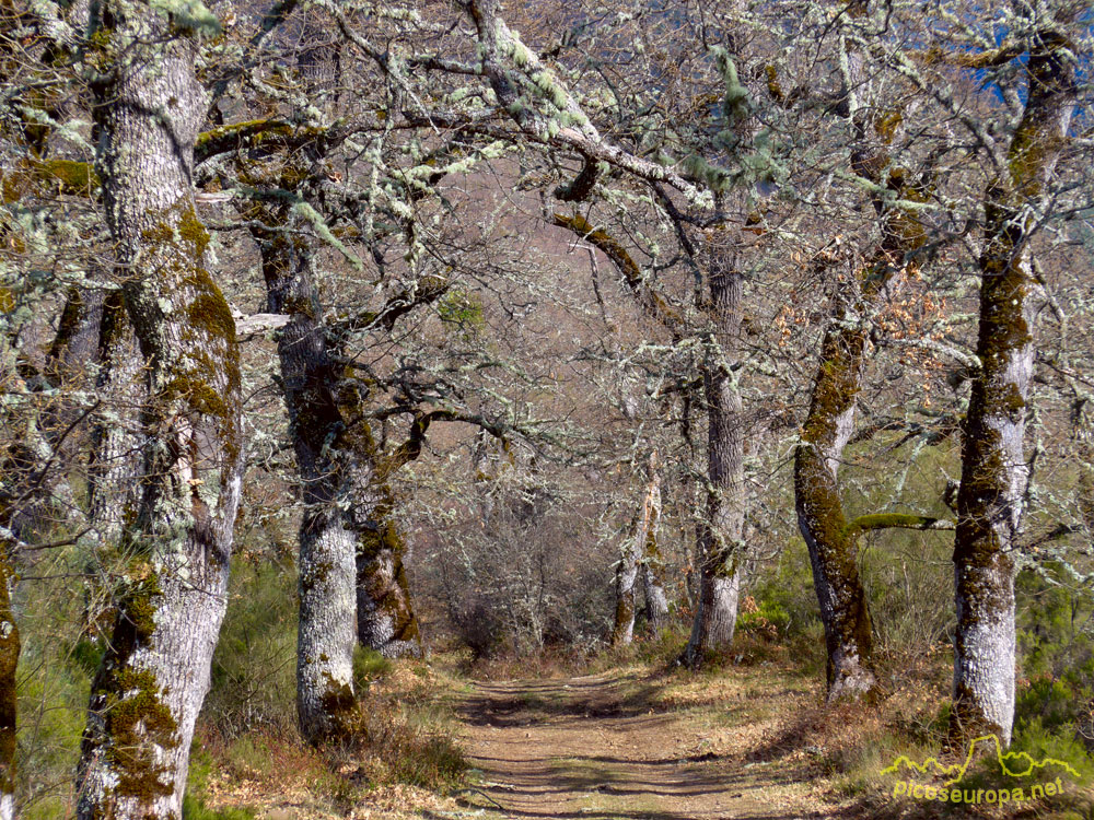 Foto: La ruta de Maredes al Pico Jano atraviesa un magnifico bosque de robles enormes