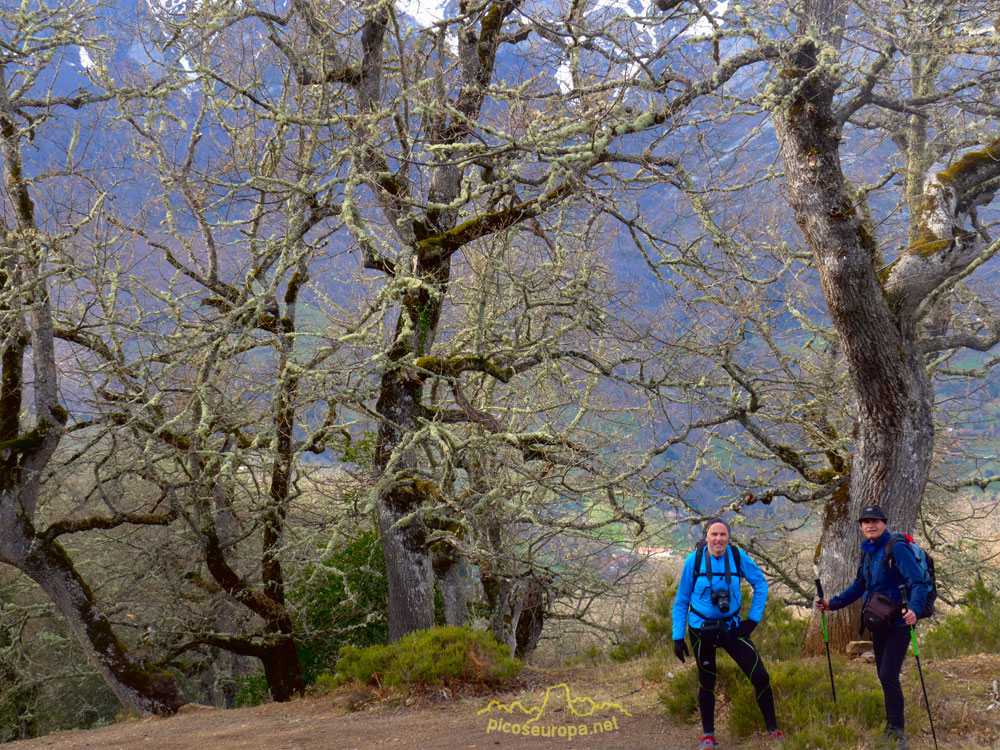 Foto: Bosques de robles en la bajada hacia el pueblo de los Llanos, La Liebana, Cantabria