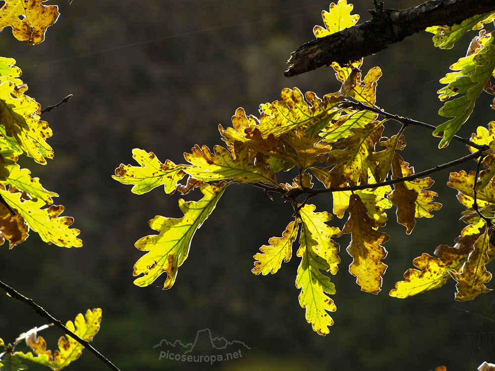 Foto: Los bosques de Picos de Europa