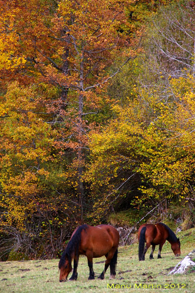 Los bosques de Sajambre, Picos de Europa, León