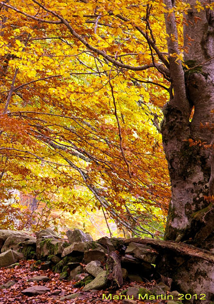 Los bosques de Sajambre, Picos de Europa, León