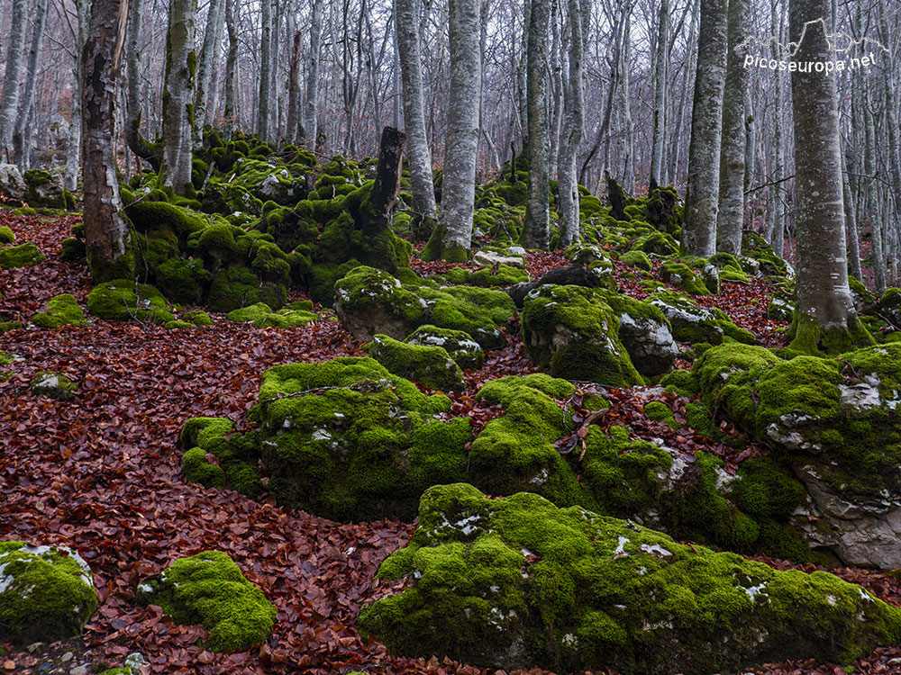 Foto: Bosque de Aizkorri, Pais Vasco