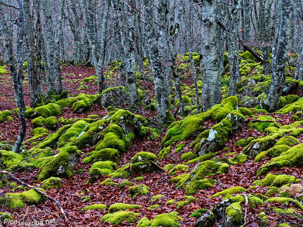 Foto: Bosque de Aizkorri, Pais Vasco