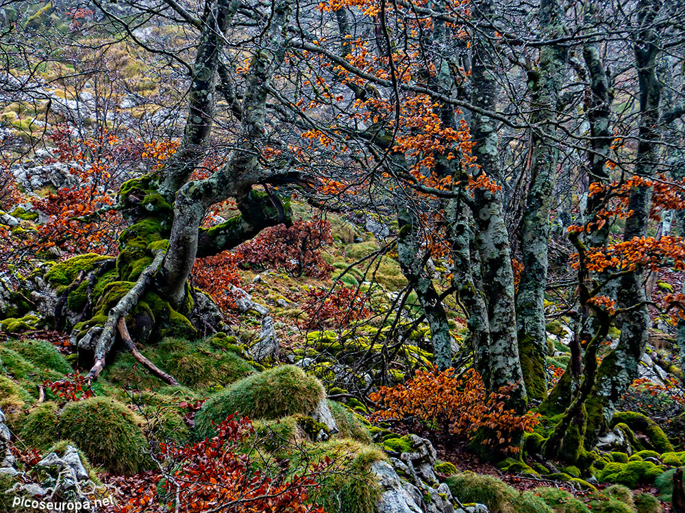 Foto: Bosque de Aizkorri, Pais Vasco