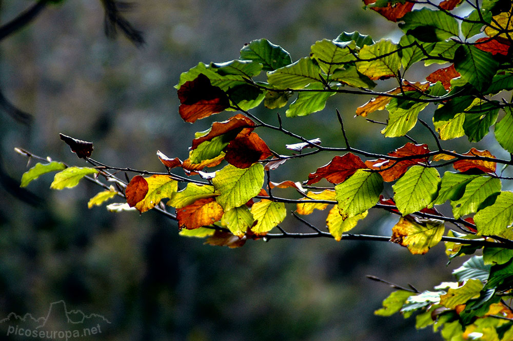 Otoño en los bosques de Altube, en las faldas del Monte Gorbia, Pais Vasco