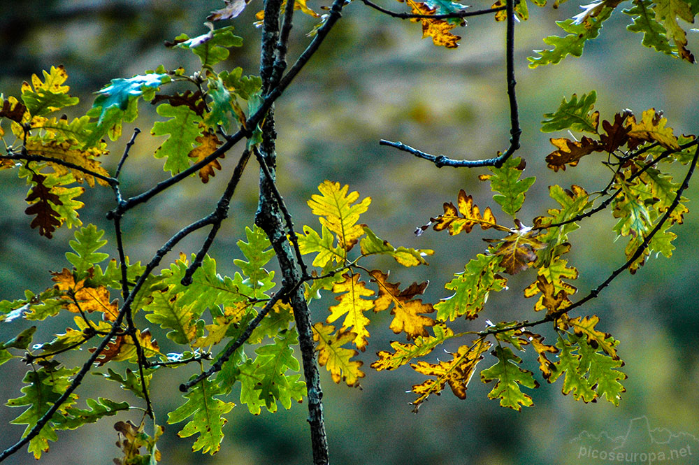 Otoño en los bosques de Altube, en las faldas del Monte Gorbia, Pais Vasco