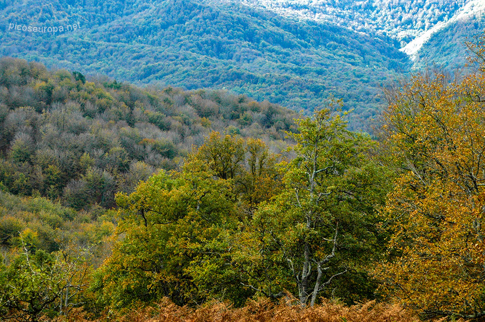 Otoño en los bosques de Altube, en las faldas del Monte Gorbia, Pais Vasco