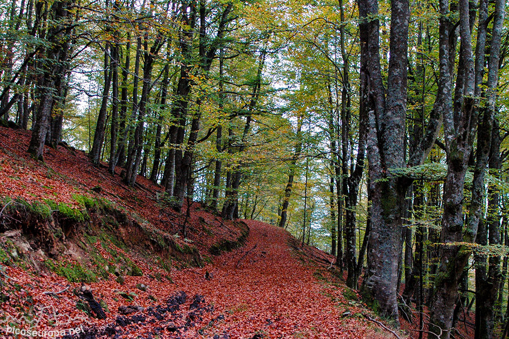 Otoño en los bosques de Altube, en las faldas del Monte Gorbia, Pais Vasco