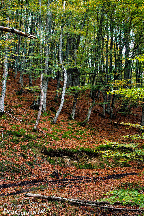 Otoño en los bosques de Altube, en las faldas del Monte Gorbia, Pais Vasco