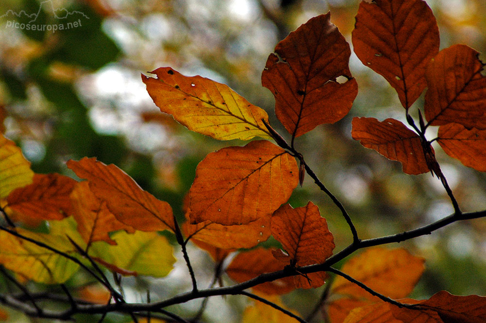 Otoño en los bosques de Altube, en las faldas del Monte Gorbia, Pais Vasco