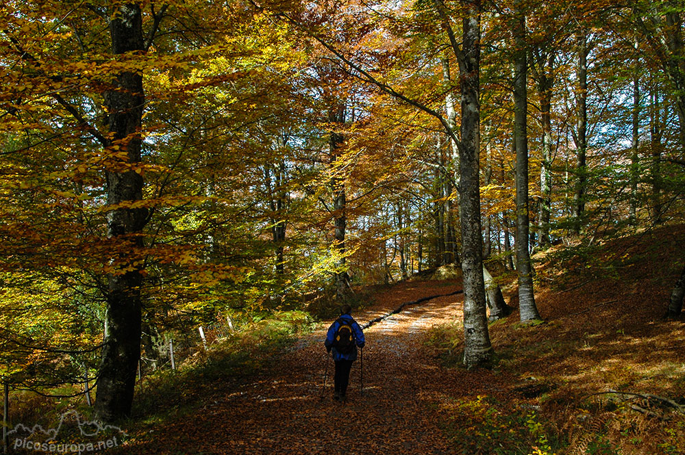 Otoño en los bosques de Altube, en las faldas del Monte Gorbia, Pais Vasco