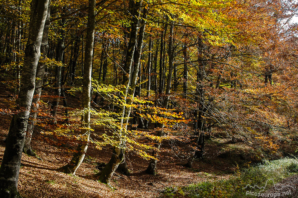 Otoño en los bosques de Altube, en las faldas del Monte Gorbia, Pais Vasco