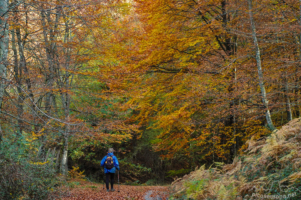 Otoño en los bosques de Altube, en las faldas del Monte Gorbia, Pais Vasco