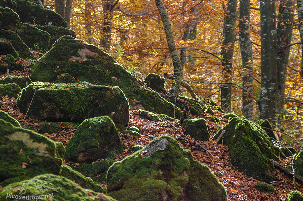 Otoño en los bosques de Altube, en las faldas del Monte Gorbia, Pais Vasco