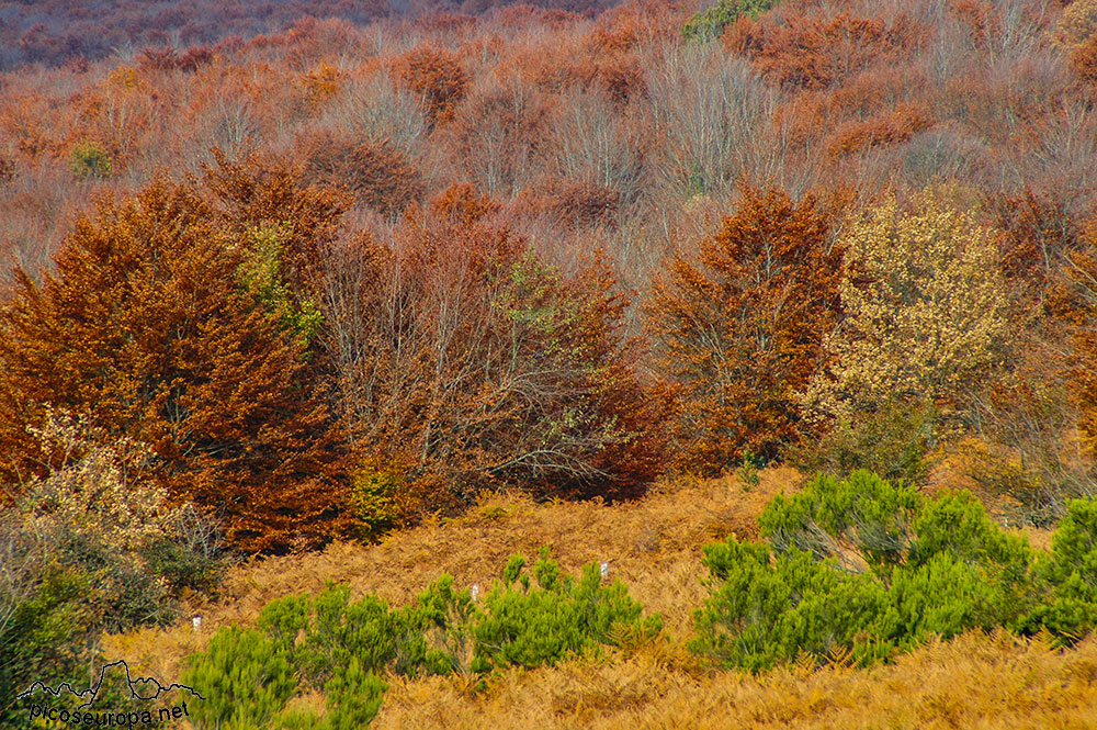 Otoño en los bosques de Altube, en las faldas del Monte Gorbia, Pais Vasco