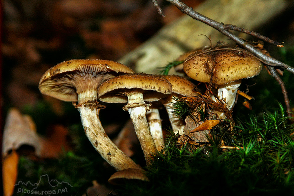 Otoño en los bosques de Altube, en las faldas del Monte Gorbia, Pais Vasco