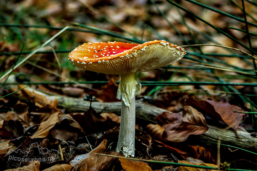 Otoño en los bosques de Altube, en las faldas del Monte Gorbia, Pais Vasco