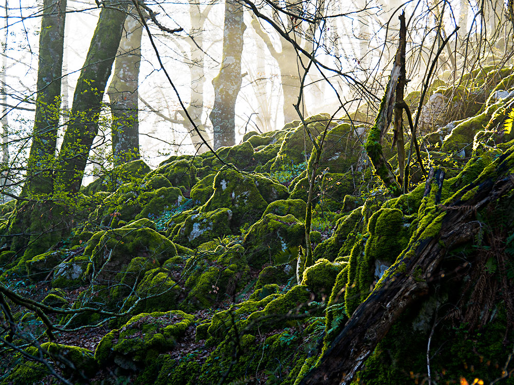 Foto: Bosque en las cercanias del Puerto de Lizarrusti entre Pais Vasco y Navarra, Sierra de Aralar.