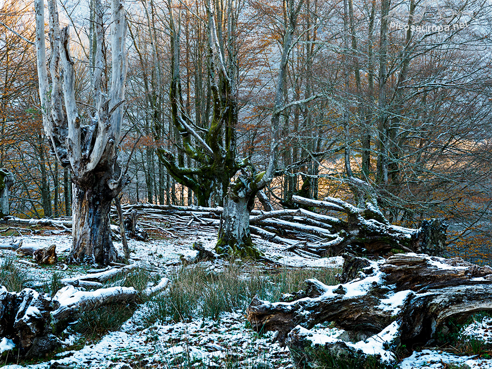 Bosque Belaustegi, Gorbeia, Orozko, Pais Vasco