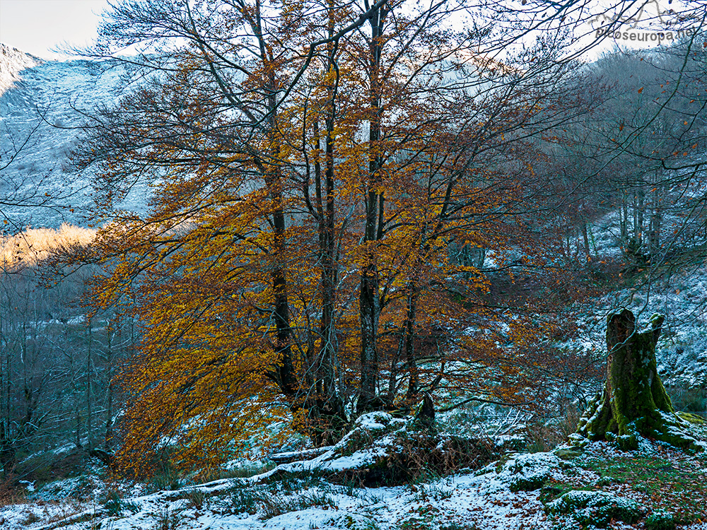 Bosque Belaustegi, Gorbeia, Orozko, Pais Vasco